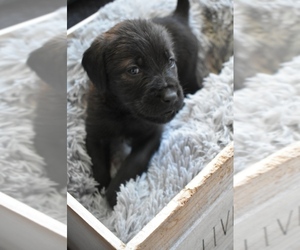 Bernedoodle-Neapolitan Mastiff Mix Puppy for sale in CROWN POINT, IN, USA