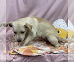 Small Labrador Retriever-Staffordshire Bull Terrier Mix
