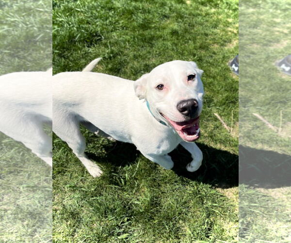 Medium Photo #2 Boxer-Dalmatian Mix Puppy For Sale in Estherville, IA, USA