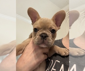 French Bulldog Puppy for sale in CONROE, TX, USA