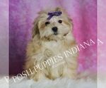 Puppy Napa Morkie