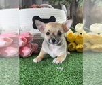 Small #4 Chihuahua