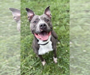 American Pit Bull Terrier-Unknown Mix Dogs for adoption in Virginia Beach, VA, USA