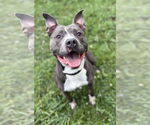 Small American Pit Bull Terrier Mix