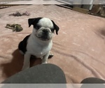 Small #4 Pug