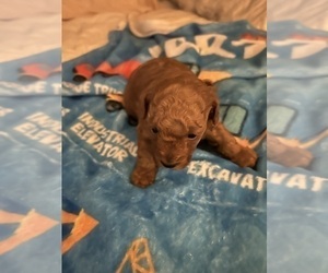 Poodle (Toy) Puppy for sale in DULUTH, GA, USA