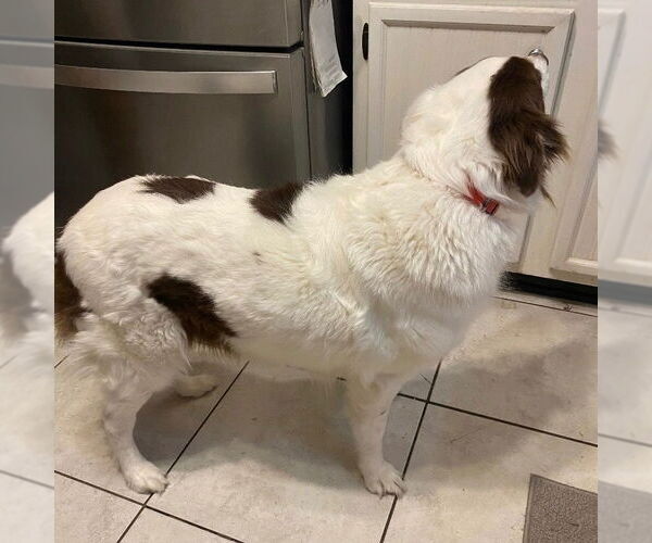 Medium Photo #3 Australian Shepherd Puppy For Sale in Canton, CT, USA
