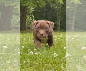 American Bully Puppy for sale in LONDONDERRY, OH, USA