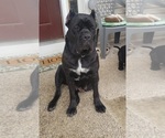 Small Photo #1 Cane Corso Puppy For Sale in WINCHESTER, VA, USA