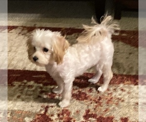 Maltipoo Puppy for sale in AVILLA, IN, USA