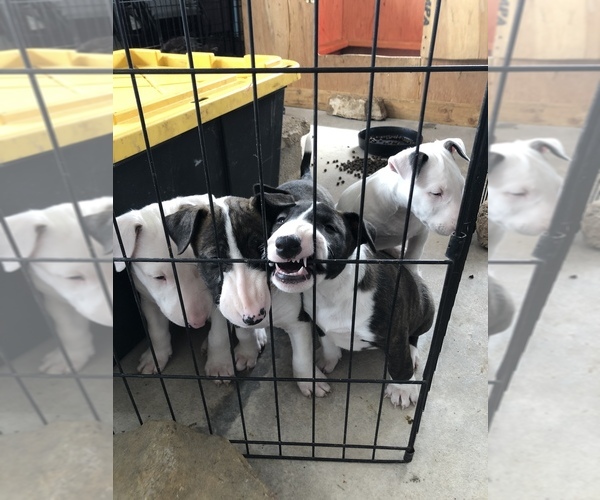 Medium Photo #11 Bull Terrier Puppy For Sale in CRAWFORD, CO, USA