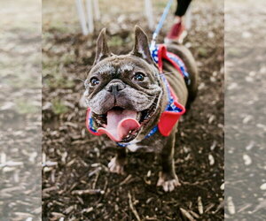 French Bulldog Dogs for adoption in St. Louis Park, MN, USA