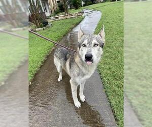 - Mix Dogs for adoption in Houston, TX, USA