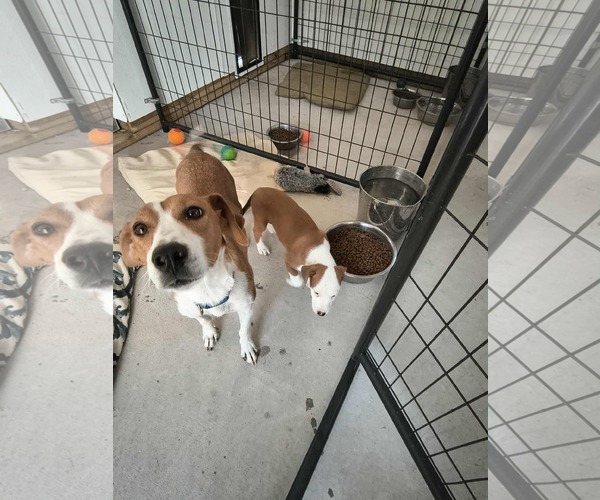 Medium Photo #3 American Foxhound-Jack Russell Terrier Mix Puppy For Sale in Stover, MO, USA