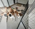 Small Photo #3 American Foxhound-Jack Russell Terrier Mix Puppy For Sale in Stover, MO, USA