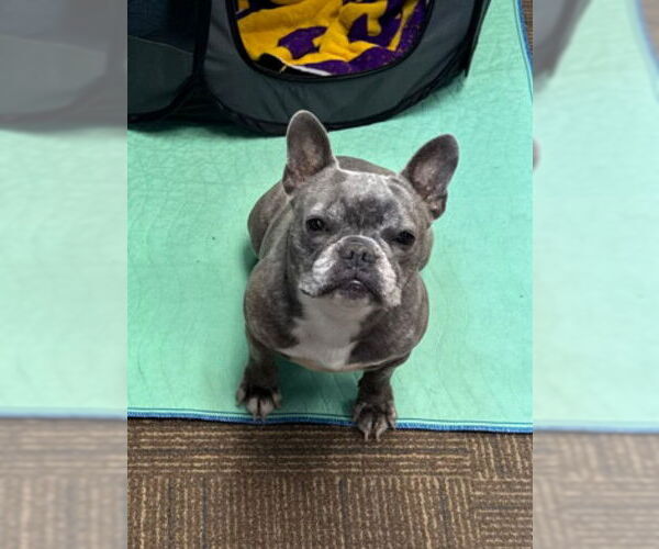 Medium Photo #1 French Bulldog Puppy For Sale in St. Louis Park, MN, USA
