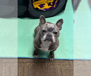 French Bulldog Dogs for adoption in St. Louis Park, MN, USA