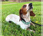 Small #9 Dachshund