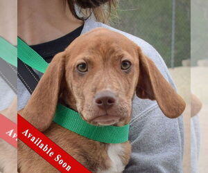 Bagle Hound Dogs for adoption in Huntley, IL, USA