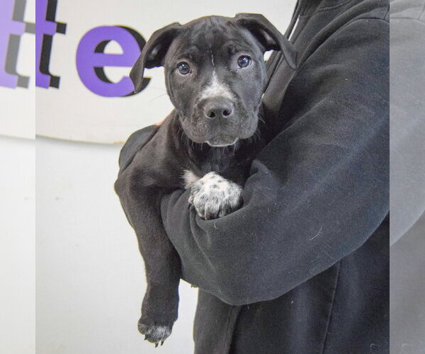 Medium Photo #4 American Staffordshire Terrier-Boxer Mix Puppy For Sale in Huntley, IL, USA