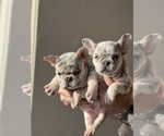 Puppy 2 French Bulldog