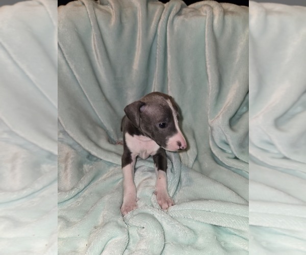 Medium Photo #3 Italian Greyhound Puppy For Sale in NESBIT, MS, USA