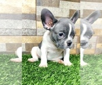Small Photo #13 French Bulldog Puppy For Sale in CARY, NC, USA