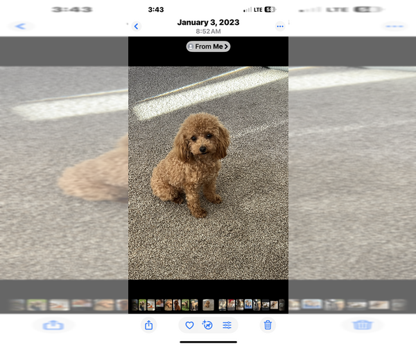 Medium Photo #1 Poodle (Toy) Puppy For Sale in GIRARD, KS, USA