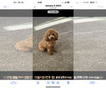 Small Photo #1 Poodle (Toy) Puppy For Sale in GIRARD, KS, USA