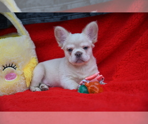 French Bulldog Puppy for sale in CHICAGO, IL, USA