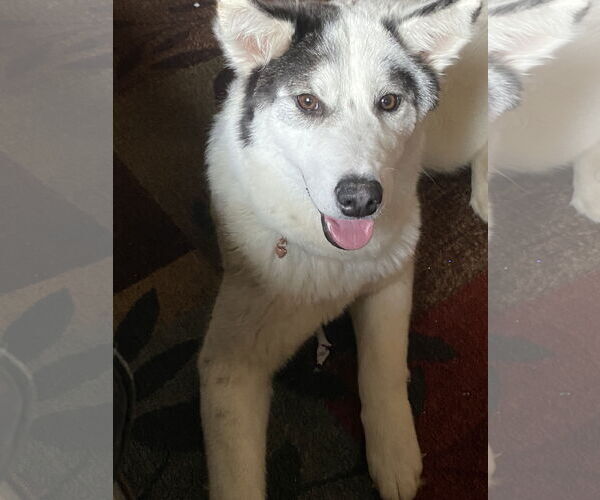 Medium Photo #1 Huskies -Pembroke Welsh Corgi Mix Puppy For Sale in COLUMBIA, MD, USA