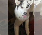 Small Huskies -Pembroke Welsh Corgi Mix