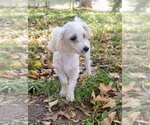 Small Photo #2 Maltese Puppy For Sale in St. Louis Park, MN, USA