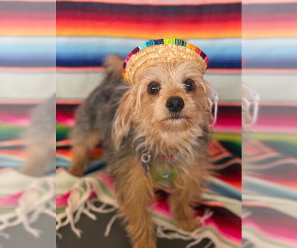 Medium Photo #10 Mutt Puppy For Sale in Mundelein, IL, USA