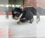 Small #7 Yorkshire Terrier