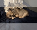 Small #1 French Bulldog