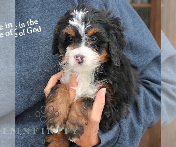 Medium Photo #2 Bernedoodle (Miniature) (+ Poodle Miniature) Puppy For Sale in NARVON, PA, USA
