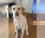 Small Photo #1 Labrador Retriever Puppy For Sale in MORGANTON, NC, USA