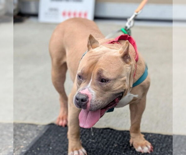 Medium Photo #4 American Staffordshire Terrier Puppy For Sale in Lawrenceville, NJ, USA