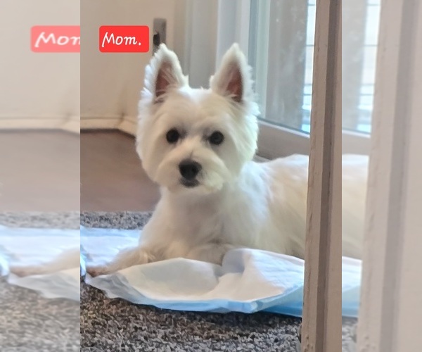 Medium Photo #1 West Highland White Terrier Puppy For Sale in TALLASSEE, AL, USA