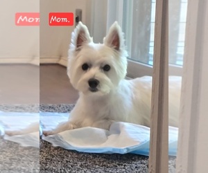 Mother of the West Highland White Terrier puppies born on 02/22/2025