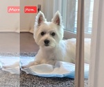 Small Photo #1 West Highland White Terrier Puppy For Sale in TALLASSEE, AL, USA