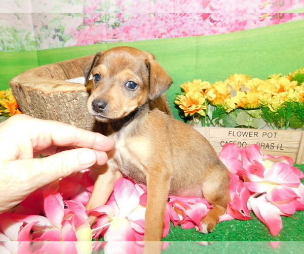 Medium Photo #5 Miniature Pinscher Puppy For Sale in HAMMOND, IN, USA