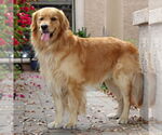 Small #2 Golden Retriever