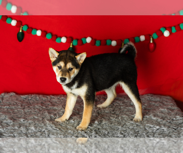 Medium Photo #1 Shiba Inu Puppy For Sale in MILLERSBURG, IN, USA
