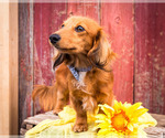 Small Photo #7 Dachshund Puppy For Sale in WAKARUSA, IN, USA