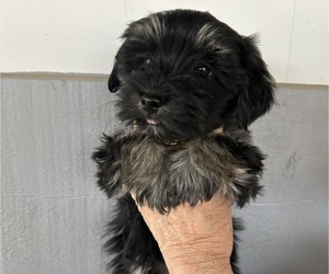Havanese Puppy for sale in KODAK, TN, USA