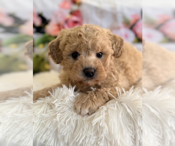 Medium Photo #1 Poodle (Miniature) Puppy For Sale in ADDISON, IL, USA