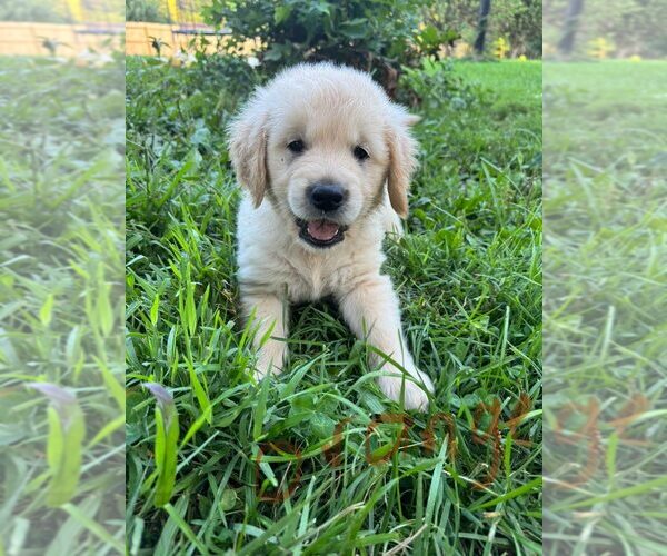 Medium Photo #9 English Cream Golden Retriever-Golden Retriever Mix Puppy For Sale in AUSTIN, IN, USA