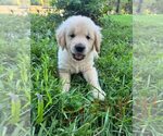 Small #8 English Cream Golden Retriever-Golden Retriever Mix